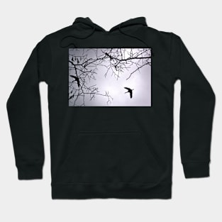 Flying Backlit Sandhill Crane (Grus canadensis) Hoodie